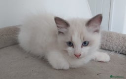 Ragdoll cats for sale: RAGDOLLS BOYS BICOLOUR VACCINATED MICROCHIPED  - Image 19