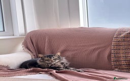 Norwegian Forest Cat cats for sale: Chico <3 - Image 3
