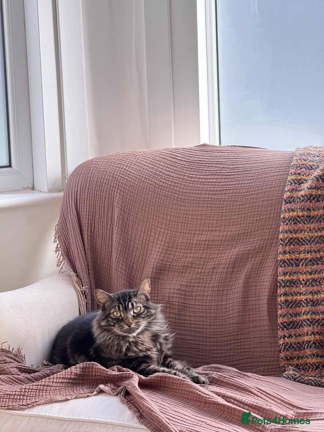 Norwegian Forest Cat cats for sale: Chico <3 - Image 3