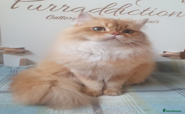 British Longhair cats - Advert 1