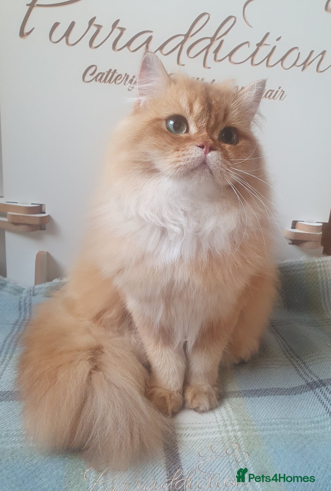 British Longhair cats for sale: Last Cinnamon Golden Shaded Kitten  - Image 1