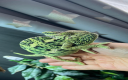 Chameleon reptiles for sale: 🦎 Baby veiled chameleons 🦎  - Image 6