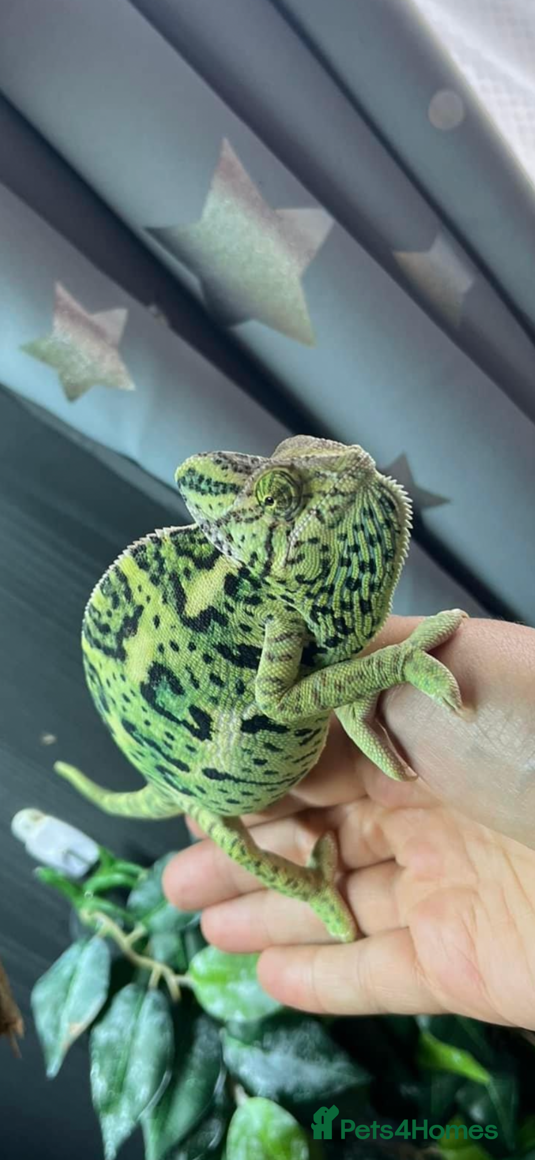 Chameleon reptiles for sale: 🦎 Baby veiled chameleons 🦎  - Image 6