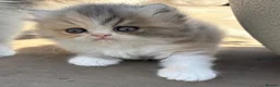 Exotic cats for sale: Exotic kittens two female  - Advert 13