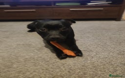 Staffordshire Bull Terrier dogs for sale: Staffordshire bull terrier bitch - Advert 2