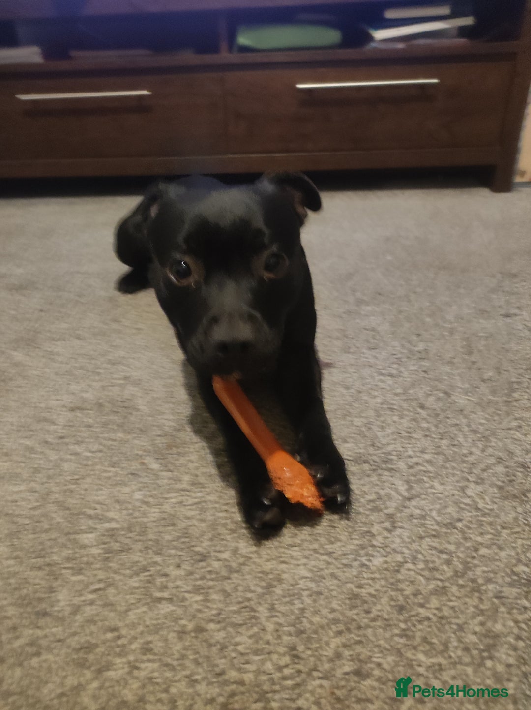 Staffordshire Bull Terrier dogs for sale: Staffordshire bull terrier bitch - Advert 2