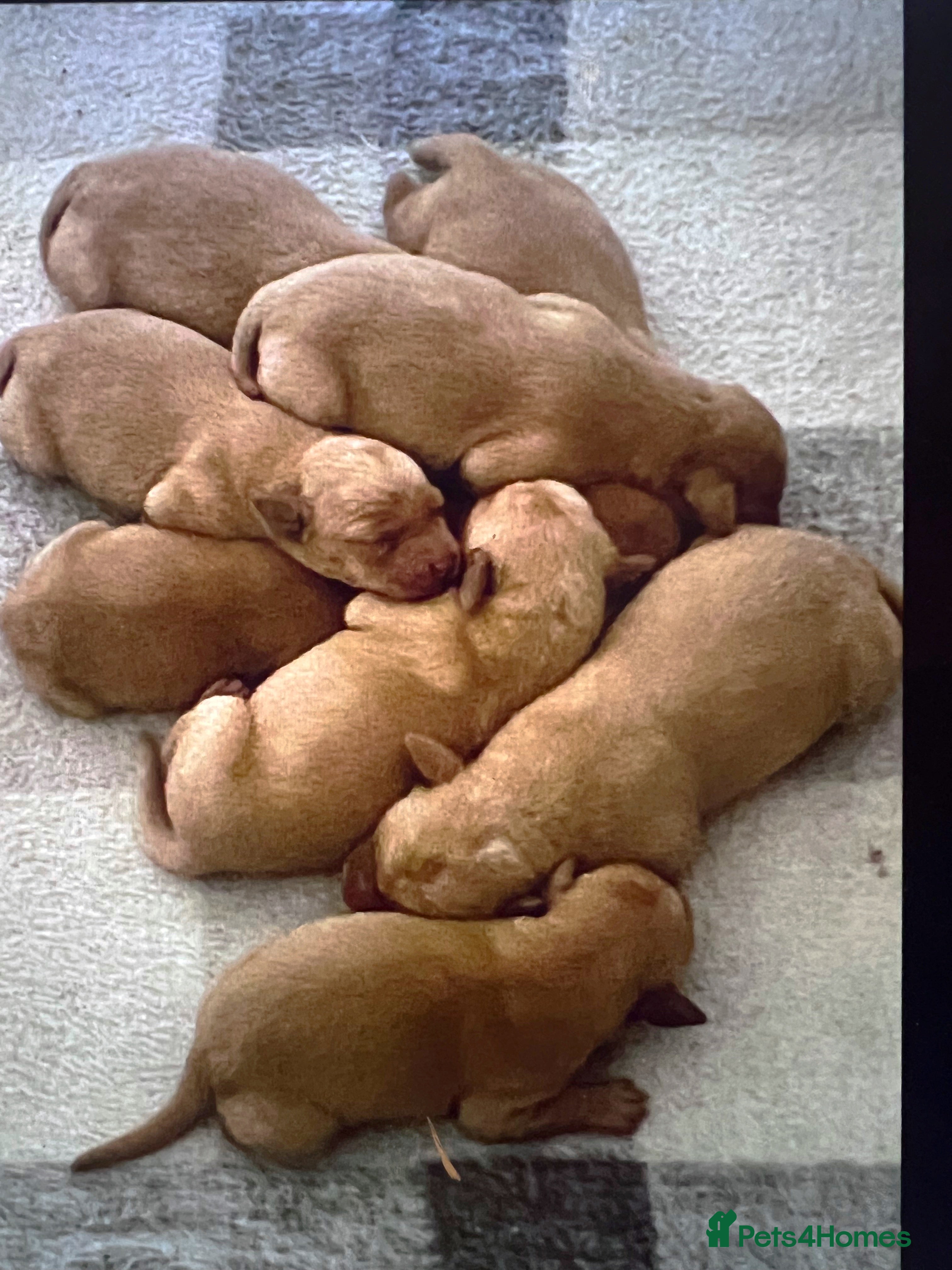 Labrador Retriever dogs SUPER DARK FOX RED PUPS FROM HEALTH TESTED PARENTS - Advert 1