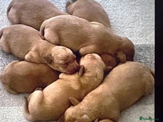 Labrador Retriever dogs SUPER DARK FOX RED PUPS FROM HEALTH TESTED PARENTS - Advert 1