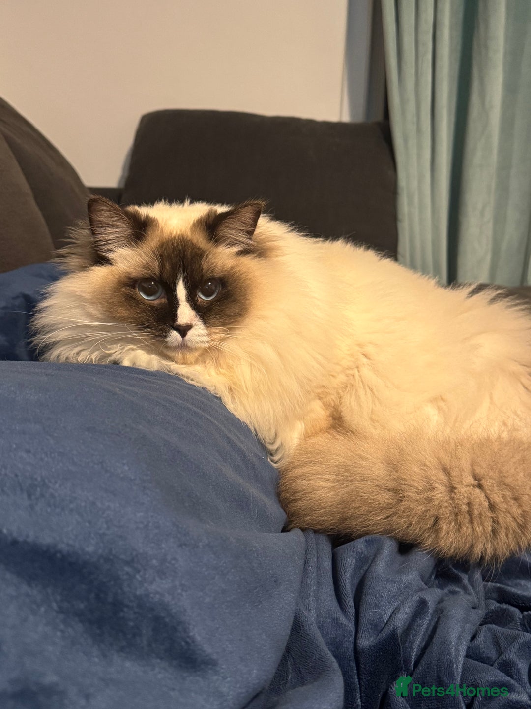 Ragdoll cats for sale: Pickle - Advert 3