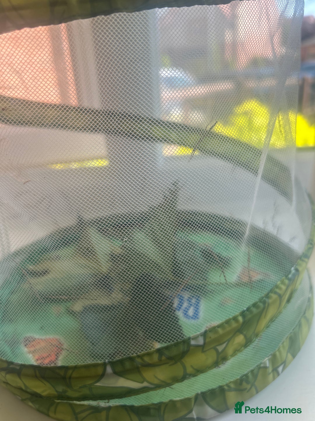Stick Insects invertebrates for sale: Indian Stick Insects - Image 4