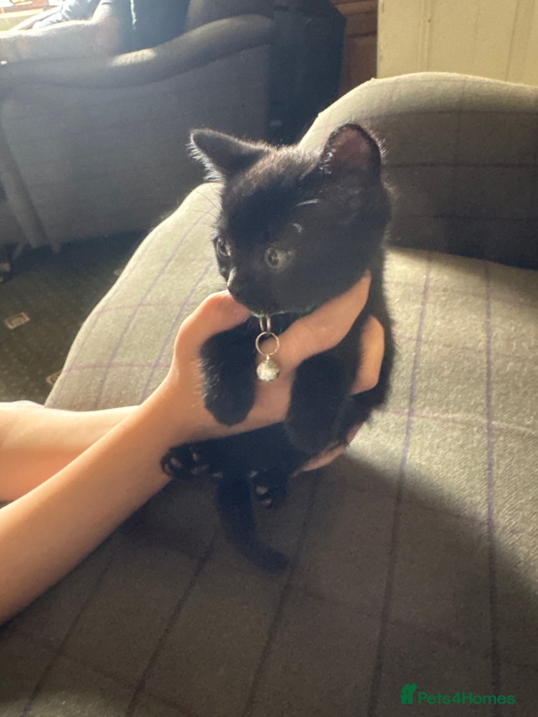 Mixed Breed cats for sale: 3 black British short haired x ragdoll kittens - Image 11