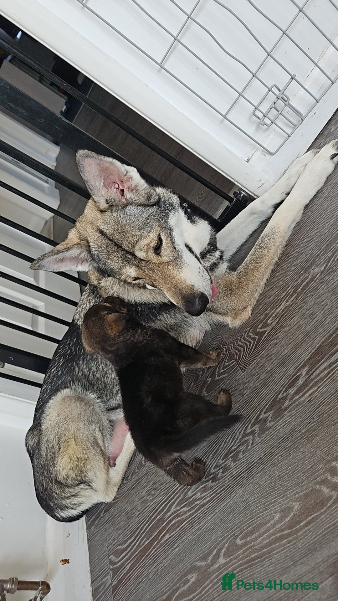 Mixed Breed dogs for sale: Wolfdog x cane corso - Image 7