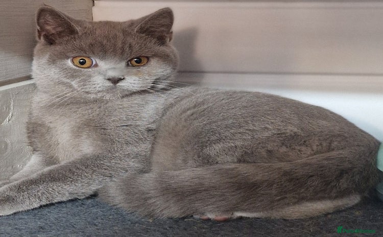 British Shorthair cats - Advert 2