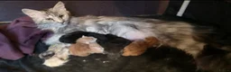 Maine Coon cats for sale: TICA Registered Maine Coon Kittens  - Advert 21