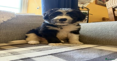 Bearded Collie dogs - Advert 15