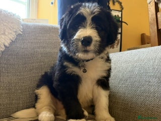 Bearded Collie dogs - Advert 2