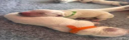 Golden Retriever dogs for sale: Golden retriever puppies🩷🩵 in Aberdare - Advert 3