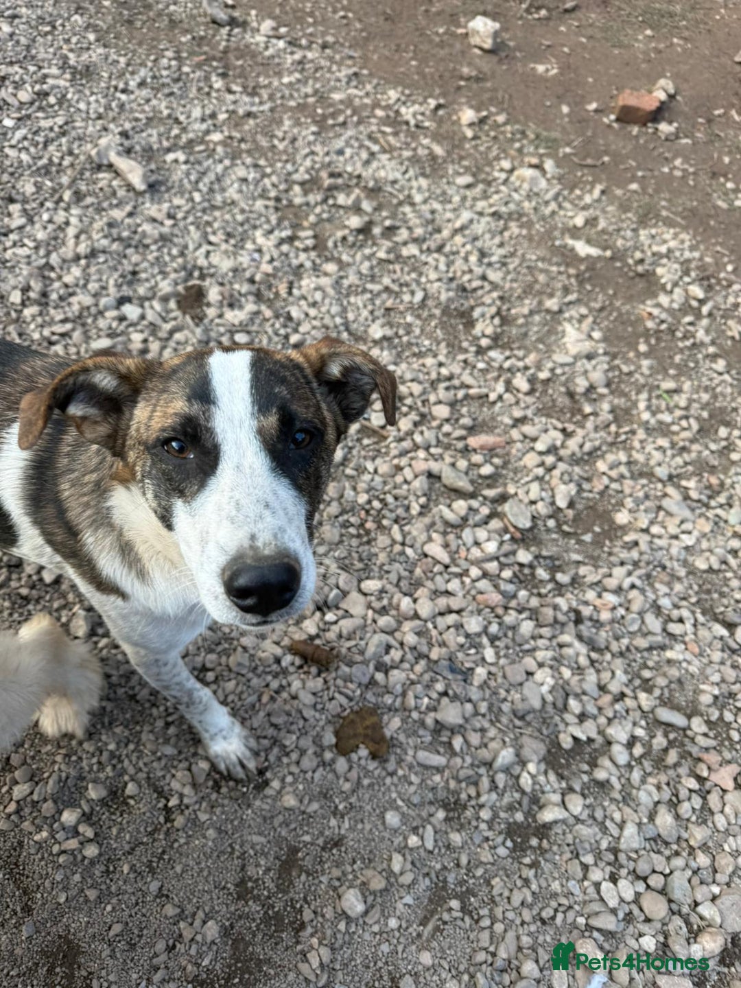 Mixed Breed dogs for adoption: Benson is looking for a dog friend! - Advert 7