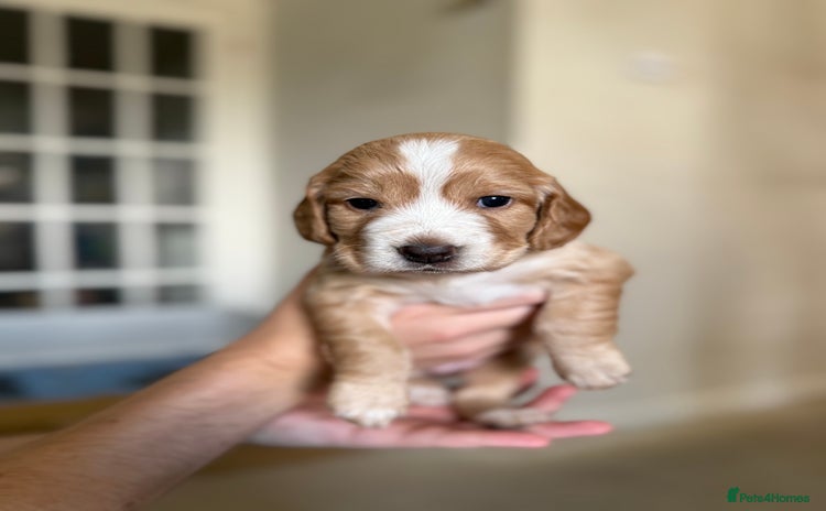 Cocker Spaniel dogs - Advert 12