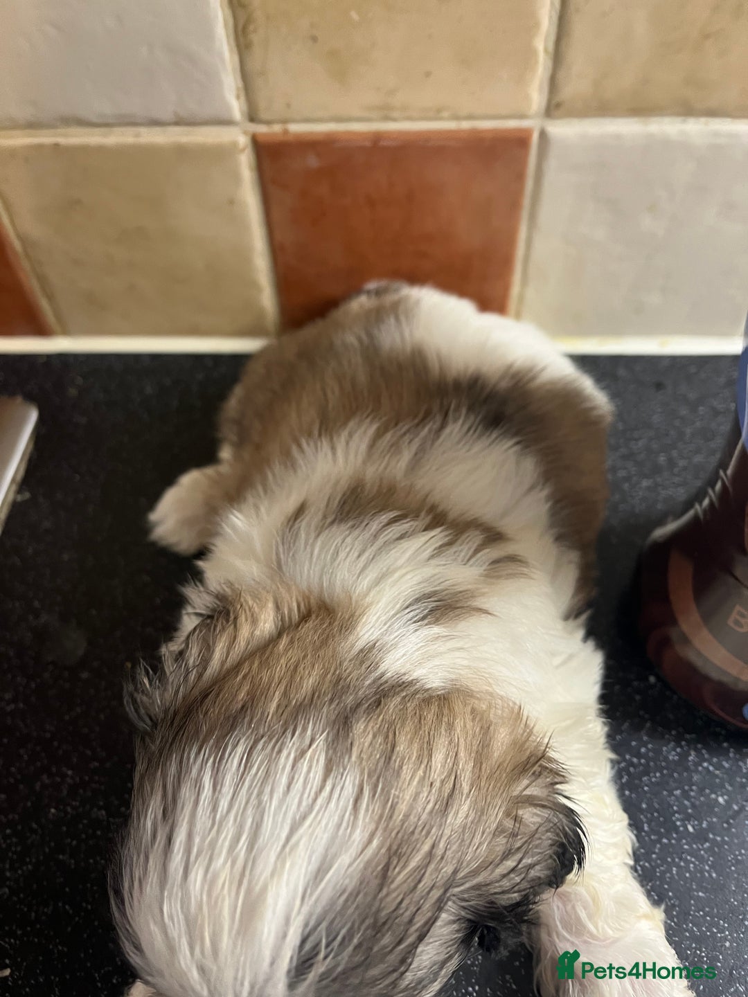 Shih Tzu dogs for sale: Shih tzu puppies  - Advert 12