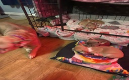 Mixed Breed dogs for sale: Adorable French Bulldog x Chihuahua Male Puppies - Image 15