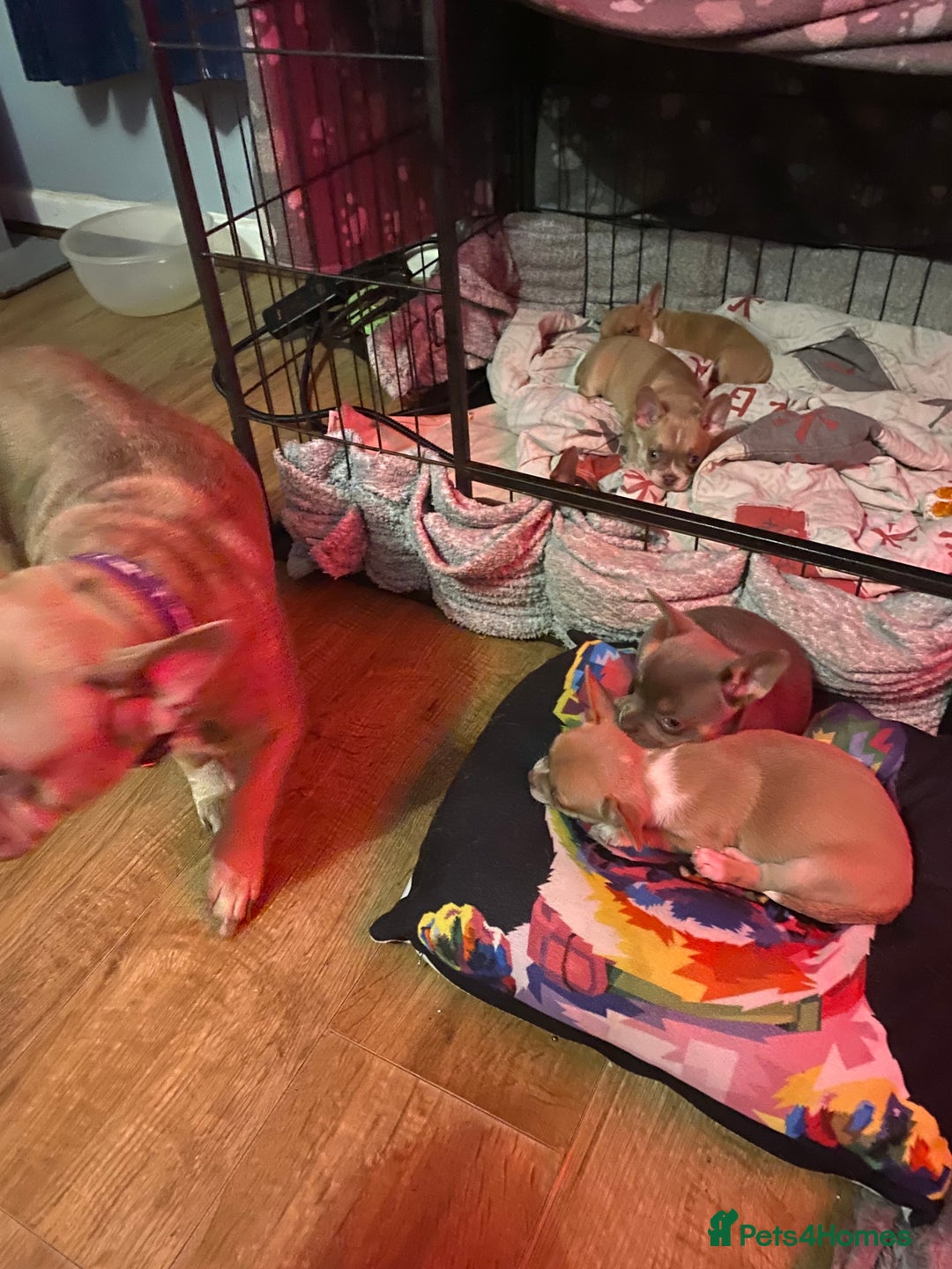 Mixed Breed dogs for sale: Adorable French Bulldog x Chihuahua Male Puppies - Image 15