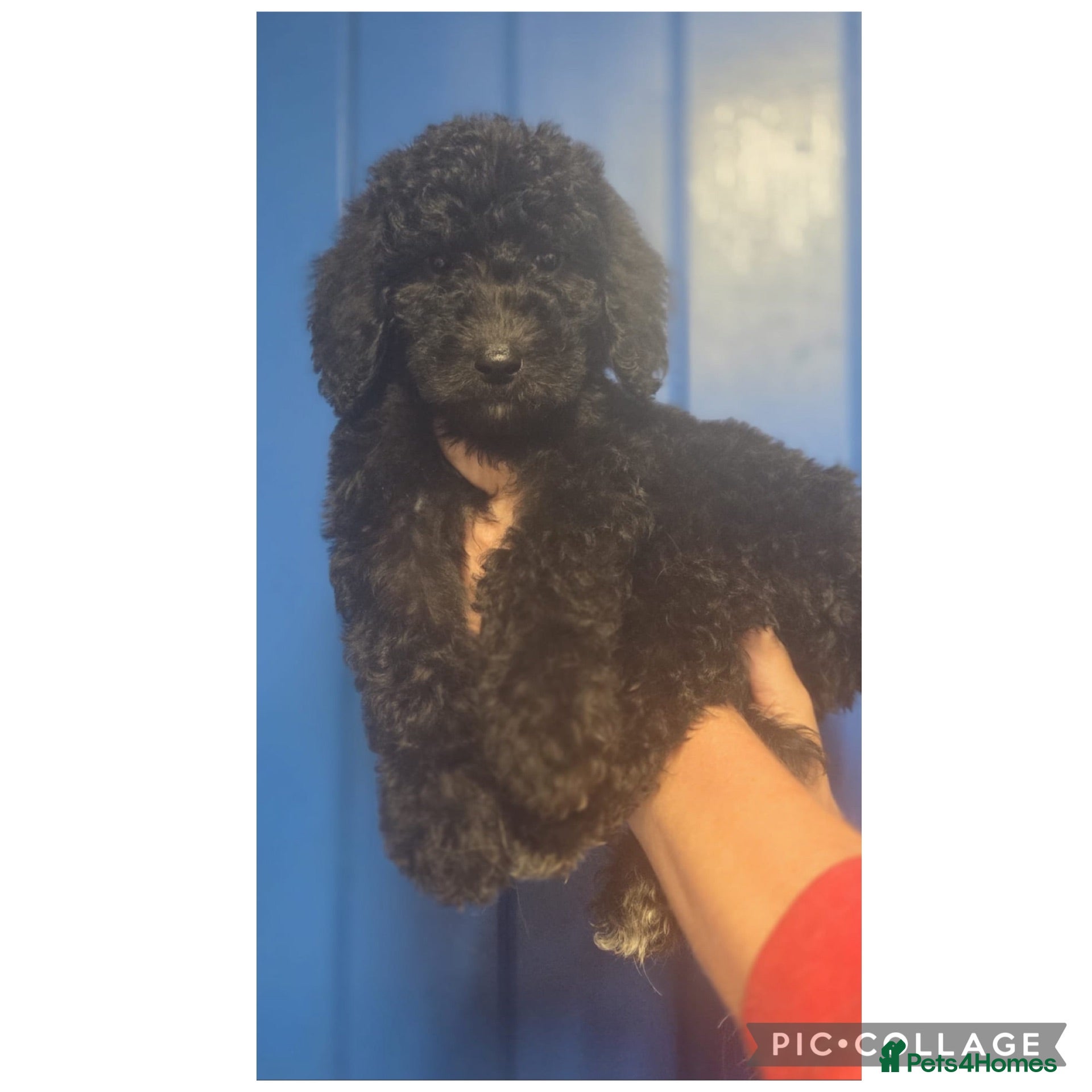 Labradoodle dogs for sale: Ready now rare silver f1bb standard labradoodles  - Advert 1