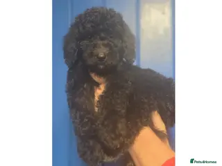 Labradoodle dogs Ready now rare silver f1bb standard labradoodles - Advert 5
