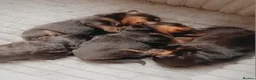 Rottweiler dogs for sale: Rottweiler puppies  - Advert 7