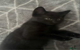 Mixed Breed cats for sale: FEMALE KITTENS FOR SALE £100 EACH - Image 5