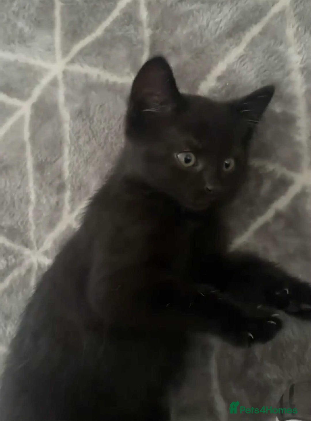 Mixed Breed cats for sale: FEMALE KITTENS FOR SALE £100 EACH - Image 5