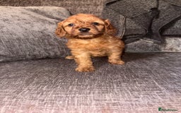 Cockapoo dogs for sale: Red cockapoo boy  - Image 2