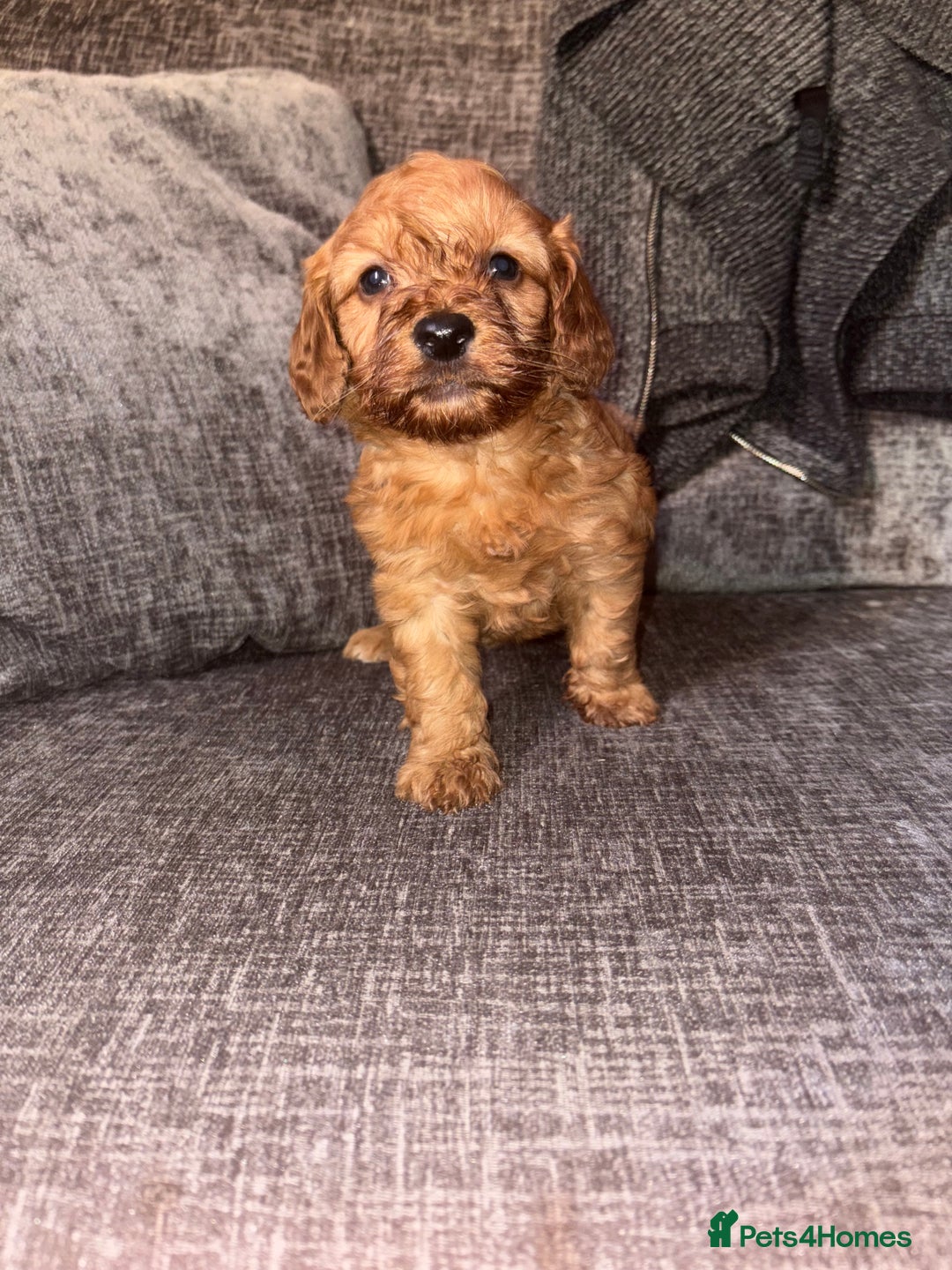 Cockapoo dogs for sale: Red cockapoo boy  - Image 2
