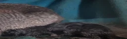 Chinchilla rodents for sale: Chinchilla Kits - Advert 1
