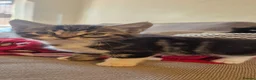 Mixed Breed cats for sale: Beautiful litter trained kittens in Coventry - Advert 5