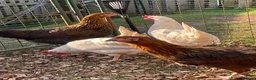 Chickens poultry for sale: Pet chickens  in Chepstow - Advert 1