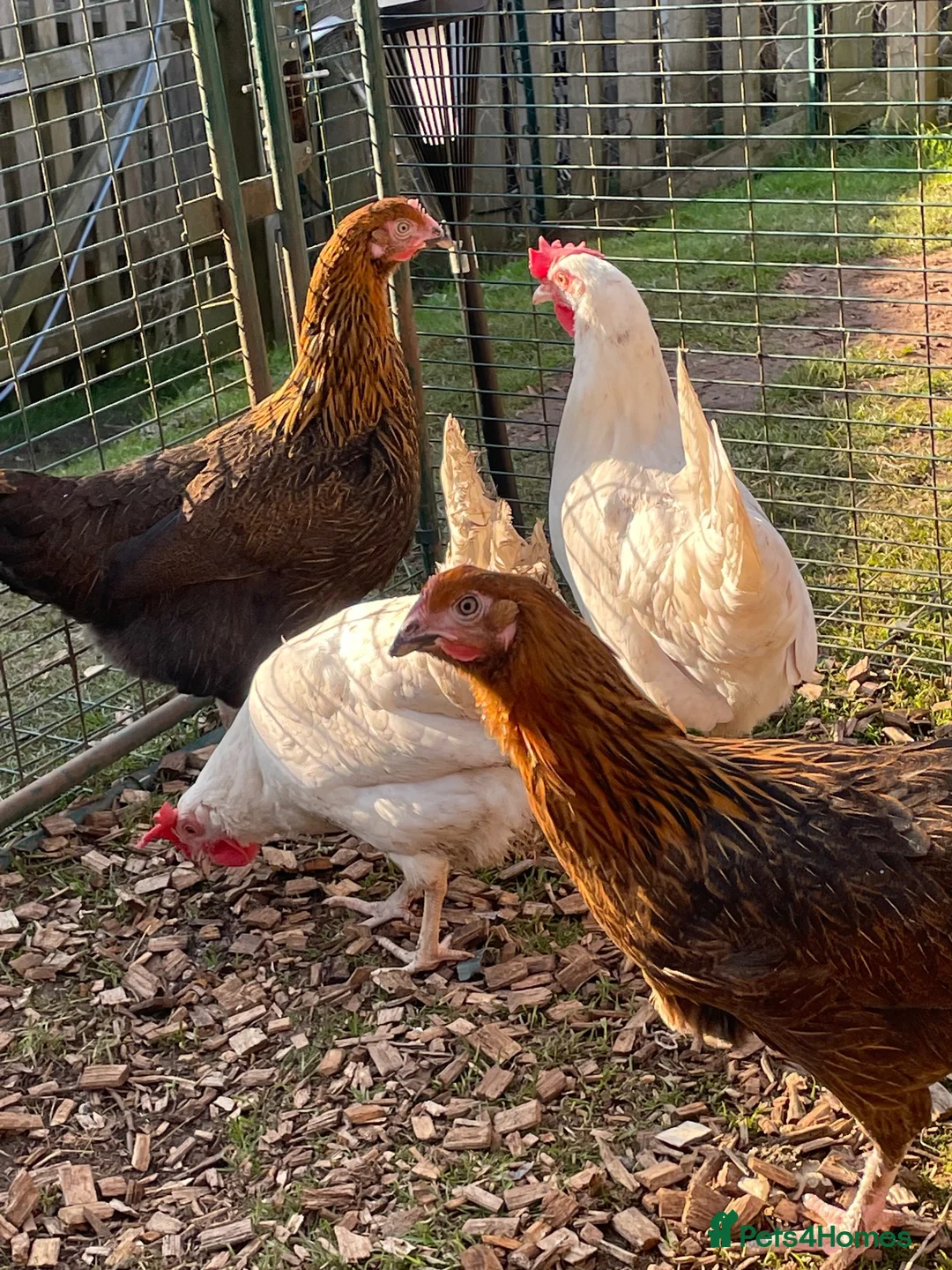 Chickens poultry for sale: Pet chickens  in Chepstow - Advert 1
