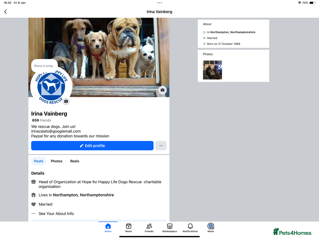 French Bulldog dogs for adoption: Super friendly Lola for adoption  - Advert 4