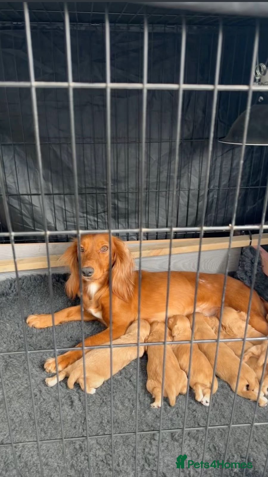 Cocker Spaniel dogs Kc reg working cocker spaniel  puppies  - Advert 1