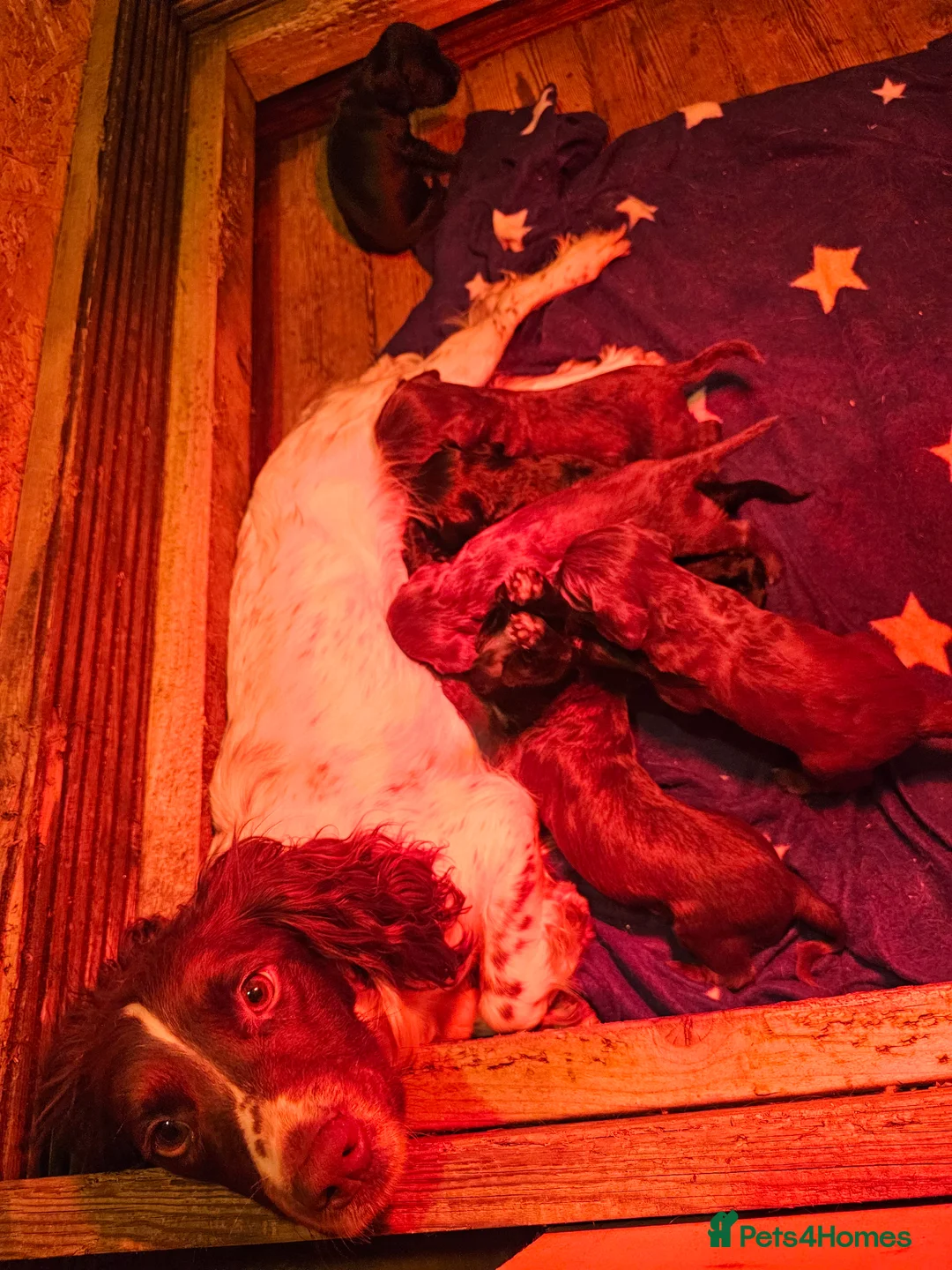 Sprocker dogs for sale: F1 sprocker puppies  in South Queensferry - Advert 2