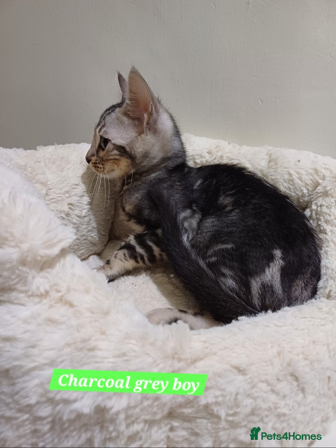 Mixed Breed cats for sale: Bengal boy - Advert 5