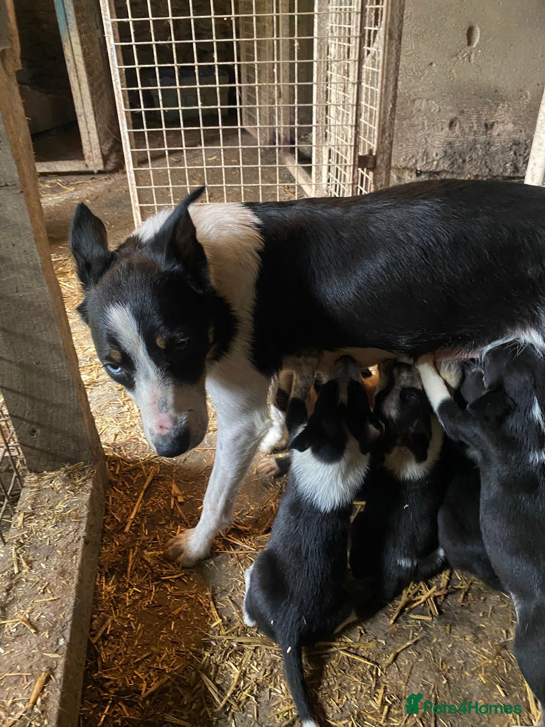 Border Collie dogs for sale: Choice of 9 sheepdog puppies up for selection!! - Image 7