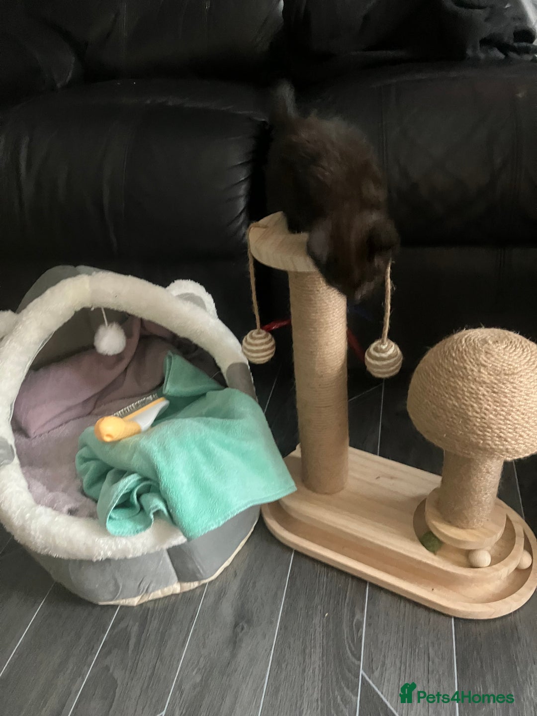 American Shorthair cats for sale: BEAUTIFUL AMERICAN SHORTHAIR 🐈‍⬛ ALL INCLUSIVE 🤩 - Image 4