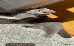 Scottish Fold cats for sale: Ell profile  - Advert 1