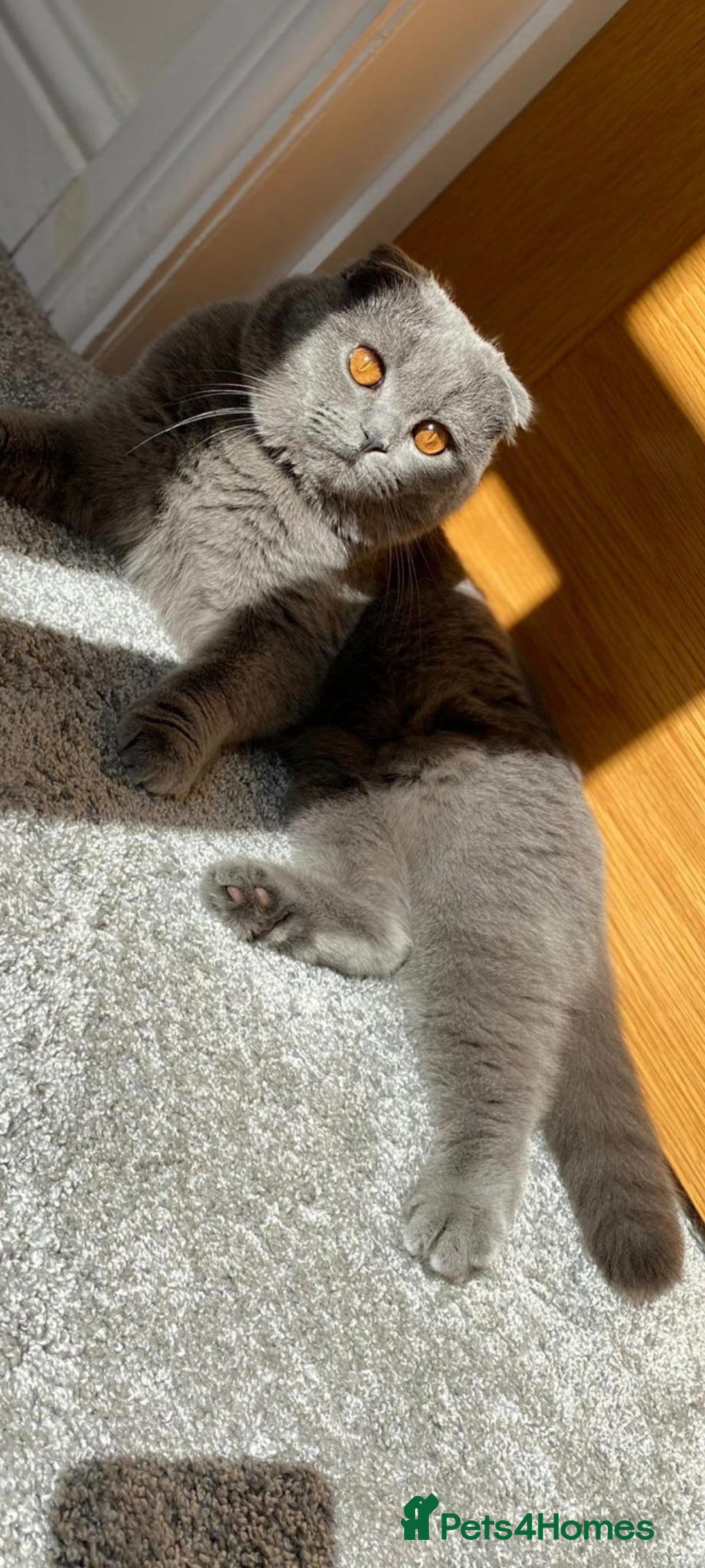 Scottish Fold cats for sale: Ell profile  - Advert 1