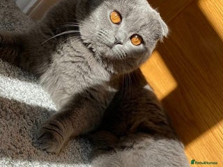 Scottish Fold cats Ell profile - Advert 1