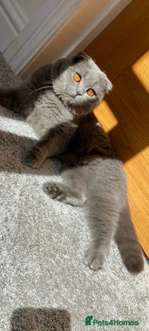 Scottish Fold cats Ell profile - Advert 1