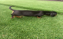 Miniature Dachshund dogs for sale: 4 adorable miniature dachshund puppies  - Image 32