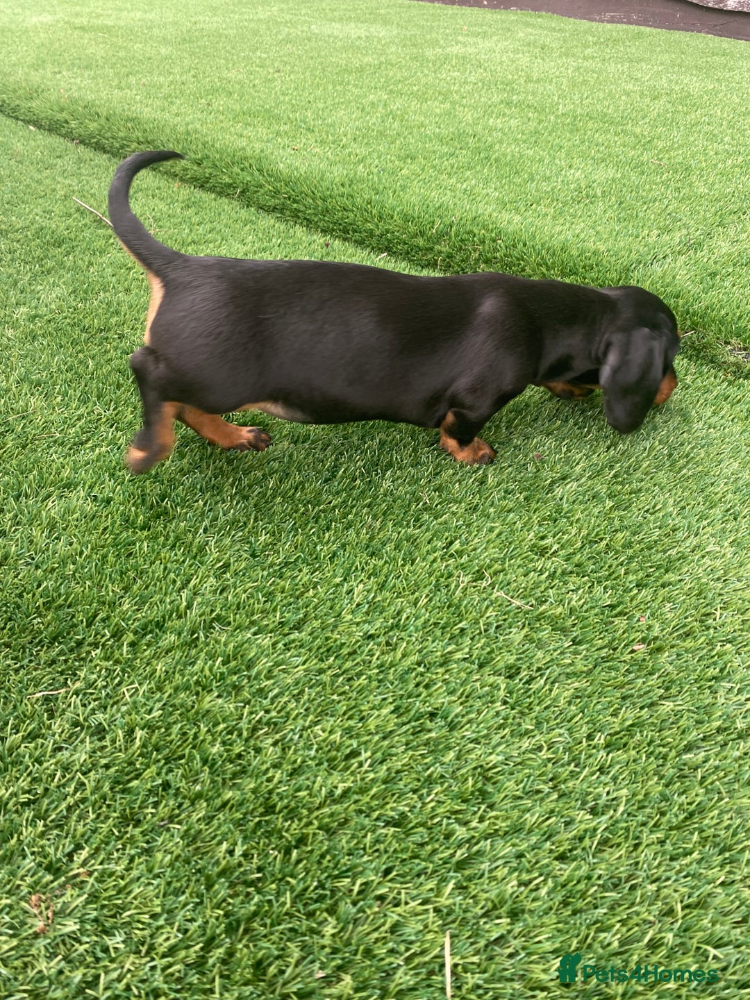 Miniature Dachshund dogs for sale: 4 adorable miniature dachshund puppies  - Image 32