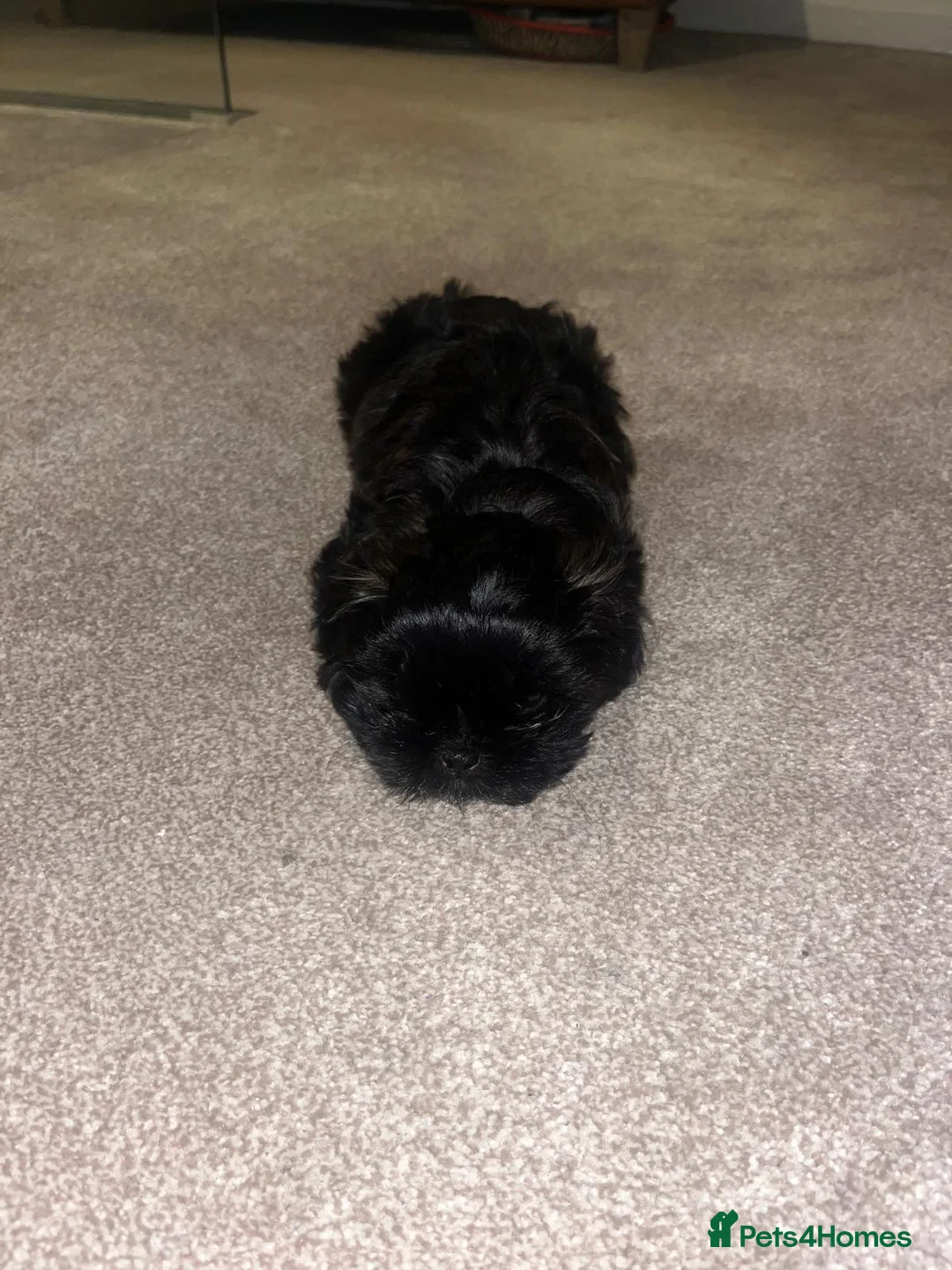 Malshi dogs for sale: Coco the Malshi pup - Advert 3